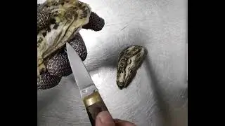 Устрицы: инструкция по открыванию или как открывать устрицы