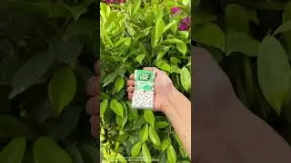Tic Tac hai toh Vibe hai 🤘#TicTac #FreshVibes #MintyVibes #Mint #StayFresh