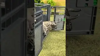 Bulls #torobravo #farming #farmlife #farm #impararegiocando #shorts #shortvideo