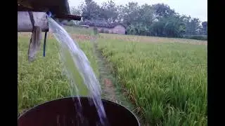 Pemandangan diswah ,,,,sore hari