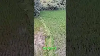 किसान के मेहनत के लिए लाइक 👍शेयर और subscribe करे 👍👍👍
