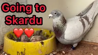 Mealy bar Racing Pigeon going to Skardu Pakistan 2024