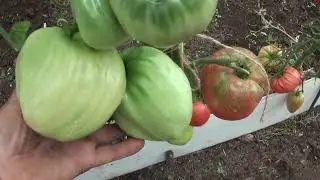 Томаты Октябрь 2022 год