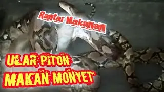 ULAR PITON MAKAN MONYET