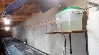 Нипельное поение для кроликов и цеплят.