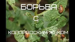 ОБЗОР ПОСЛЕДСТВИЯ ОБРАБОТКИ КАРТОФЕЛЯ ПРЕПАРАТОМ ОТ КОЛОРАДСКОГО ЖУКА# БОРЬБА С КОЛОРАДСКИМ ЖУКОМ