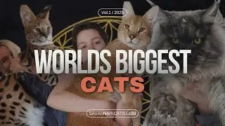Worlds Biggest House Cats & Hybrids [2024]