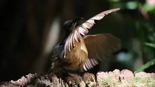 Victoria's Riflebird juvenile taken down by female Riflebird