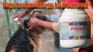 Dogs ki skin allergy ka treatment(Asad Brohi vlog)