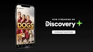 Stream Dogs: The Untold Story only on Discovery Plus app
