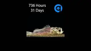 38 Days Scorpion Fish Time Lapse #Shorts