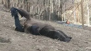 Naša Maša Doboj- izlezavanje