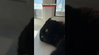 ПОЧЕМУ КОШКИ ОТКЛИКАЮТСЯ НА КИС-КИС?😻😻😻