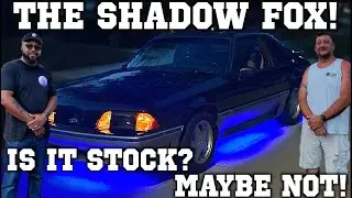 This Fox Was Lurking In The Shadows!