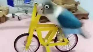 Попугай гоняет на велике