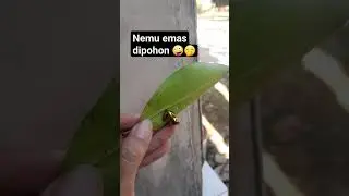 Dikira emas 😅 #hiburan #youtubeshorts #fypシ゚viral