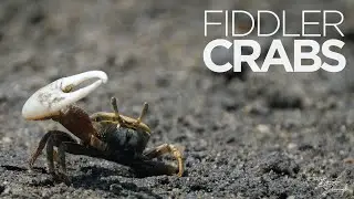 Wildlife Feature | Fiddler Crabs