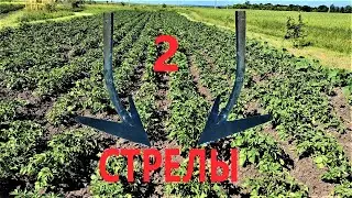 неваляшка. опять  прорезка, рыхление междурядий
