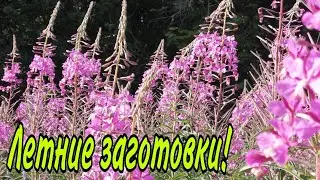 Травы для шиншилл.Заготовки.