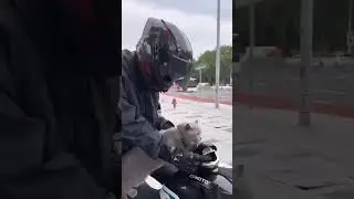 #sports #funny #cats #motorcycle