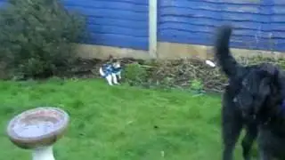 Puppies in Garden with coats on.MOD