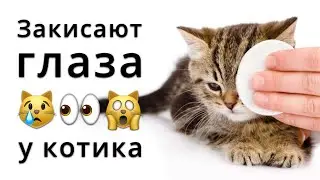 Закисают глаза у котенка. Что делать, чем лечить?