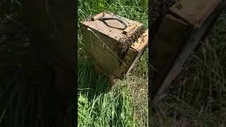 Поймал еще один рой пчёл