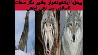 Amazing story about the wolf’s{story of wolf}