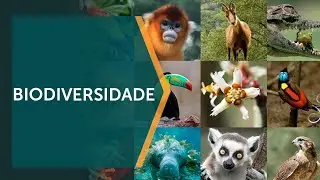 Exemplos práticos de colaboração do ecossistema