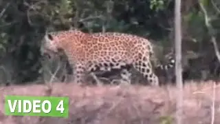 LOOKING FOR JAGUAR AND ANACONDA - LLANOS OF COLOMBIA (VIDEO 4 FINAL)