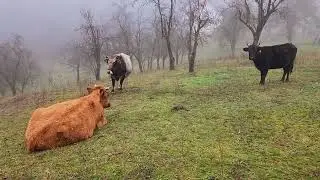 Busa, buša domace autohtono govece. Rano jesenje jutro..