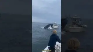 Whale Playing with a Boat 🐋 | Unexpected Ending 🤣🙊🚢