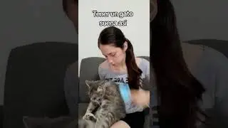 Tener un gato suena así 🥰💙#gatos