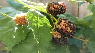 How I grow blackberries in the California Central Valley sun/heat.  Modesto z9b