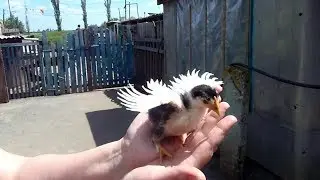 Деревенские куры. Чудо цыплёнок.