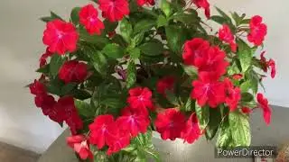 ЭстЭ "Любовный роман". Продвижения за год