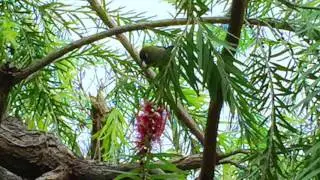 Un Z'oiseau Vert au Z'oiseau Vert
