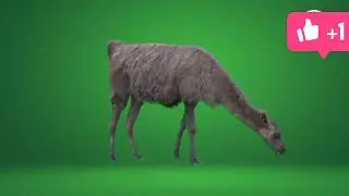The Green Art/ camel green screen No copyright.