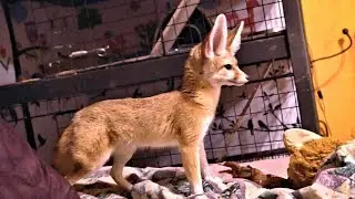 Ikigai - Fennec Fox & A Big Bully Stick