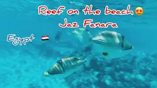 ЛУЧШИЙ РИФ в ЕГИПТЕ ⁉️🇪🇬 JAZ FANARA RESORT 🐠 Шарм-эль-Шейх 2024 Coral and fish 😍