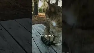 богиня наша )) #мыдеревенские