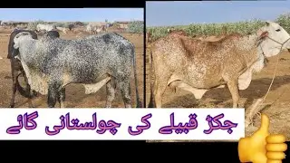 Cholistani/Rathi cows of Jhakkar tribe!