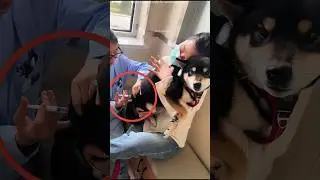 Dog 🐶 Starts CRYING 😢 Before Injection… But Watch What Happens! 💉❤️ 