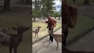 Making friends in Nara, Japan 