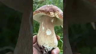 БОРОВИК КРАСАВЕЦ ДУБОВЫЙ !