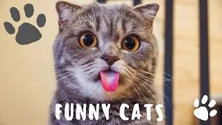 funny cats