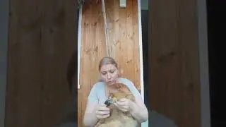 Кот Джокер,Мейн кун. Подстригаем коготки.