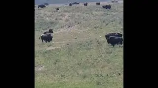 Yellowstone