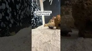 I cant believe I saw her doing this. It’s called bipedal locomotion #petoctopus #octopus #thereefdoc