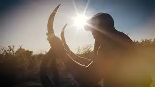 Safari Chronicles - Cape Kudu